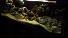 Aquarium Mein Malawi