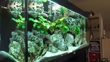 Aquarium Mein Malawiseebecken (aufgelöst)