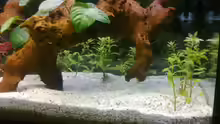 Aquarium Mein noch wachsendes Becken