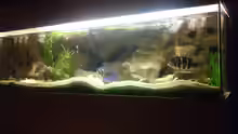 Aquarium Mein Tanganjika (nur noch als Beispiel)