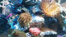 Aquarium meine neuste Sucht!