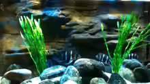 Aquarium Meins