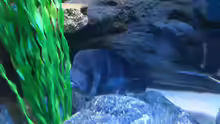 Aquarium Meins