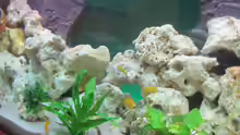 Aquarium Metalhead`s Malawi Pfütze