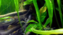 Aquarium Micro-Dschungel
