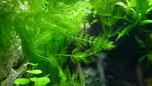 Aquarium Micro-Dschungel