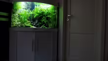 Aquarium Micro-Dschungel