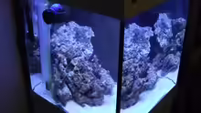 Aquarium Midi-Cube Meerwasser