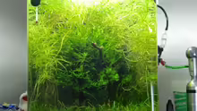 Aquarium Mikrokosmos 1.0