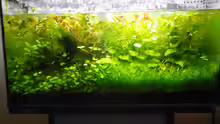 Aquarium Mikrokosmos 2.0