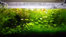Aquarium Mikrokosmos 2.0