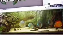 Aquarium mini amazonas