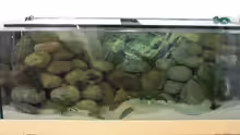 Aquarium mit Tageslicht 1