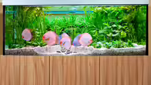 Aquarium mit Unterschrank
