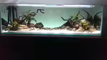 Aquarium Mittelamerika / Aquascape