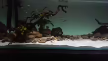 Aquarium Mittelamerika / Aquascape