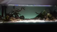 Aquarium Mittelamerika / Aquascape