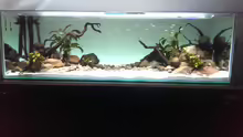 Aquarium Mittelamerika / Aquascape