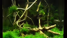 Aquarium Mooswand/Fissidens