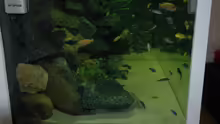 Aquarium "Mpanga Rocks" Nur noch als Beispiel