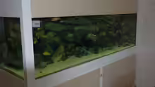 Aquarium "Mpanga Rocks" Nur noch als Beispiel