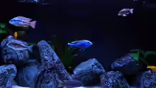 Aquarium My Malawi-Dream