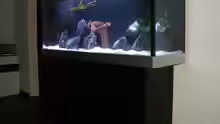Aquarium My Malawi-Dream
