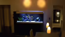 Aquarium My Malawi-Dream
