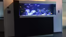 Aquarium My Malawi-Dream