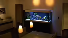 Aquarium My Malawi-Dream