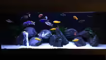 Aquarium My Malawi-Dream