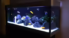 Aquarium My Malawi-Dream