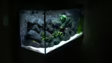 Aquarium My Version of Malawi