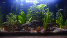 Aquarium nach 2 Wochen 