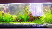 Aquarium nach 5 Wochen