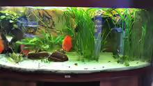 Aquarium nach dem Umbau, 19.09.2011