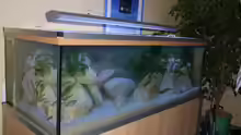 Aquarium nach Fertigstellung