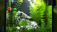 Aquarium Nano Becken