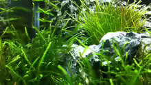 Aquarium Nano Becken