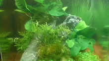 Aquarium Nano Cube Planted
