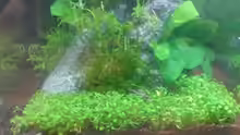 Aquarium Nano Cube Planted