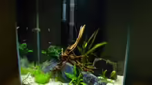 Aquarium Nano Fluval Edge II