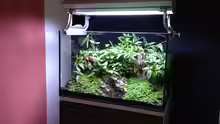 Aquarium Nano nur noch Beispiel
