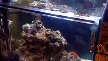 Aquarium NanoReef