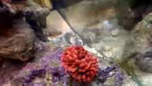 Aquarium NanoReef