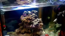 Aquarium NanoReef