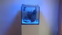 Aquarium NanoReef