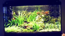 Aquarium Natur