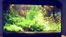 Aquarium Natur