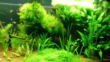 Aquarium Naturaquarium